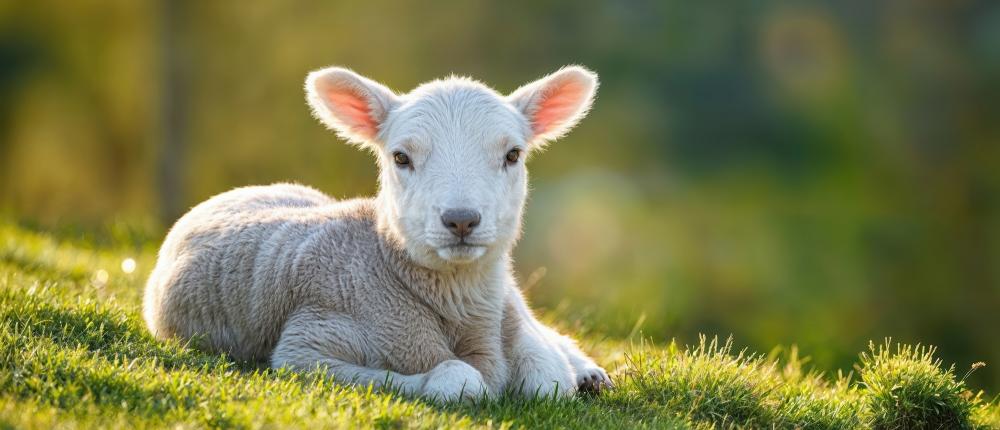 La ferme s’invite à Paris : vivez le Salon de l’Agriculture 2026 et ses animaux stars